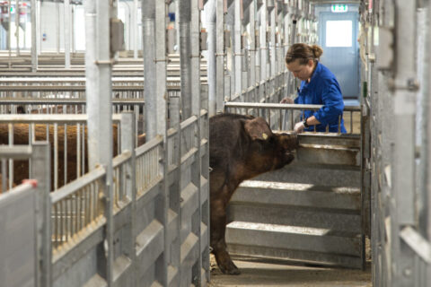 Managing Stress in AI Boars