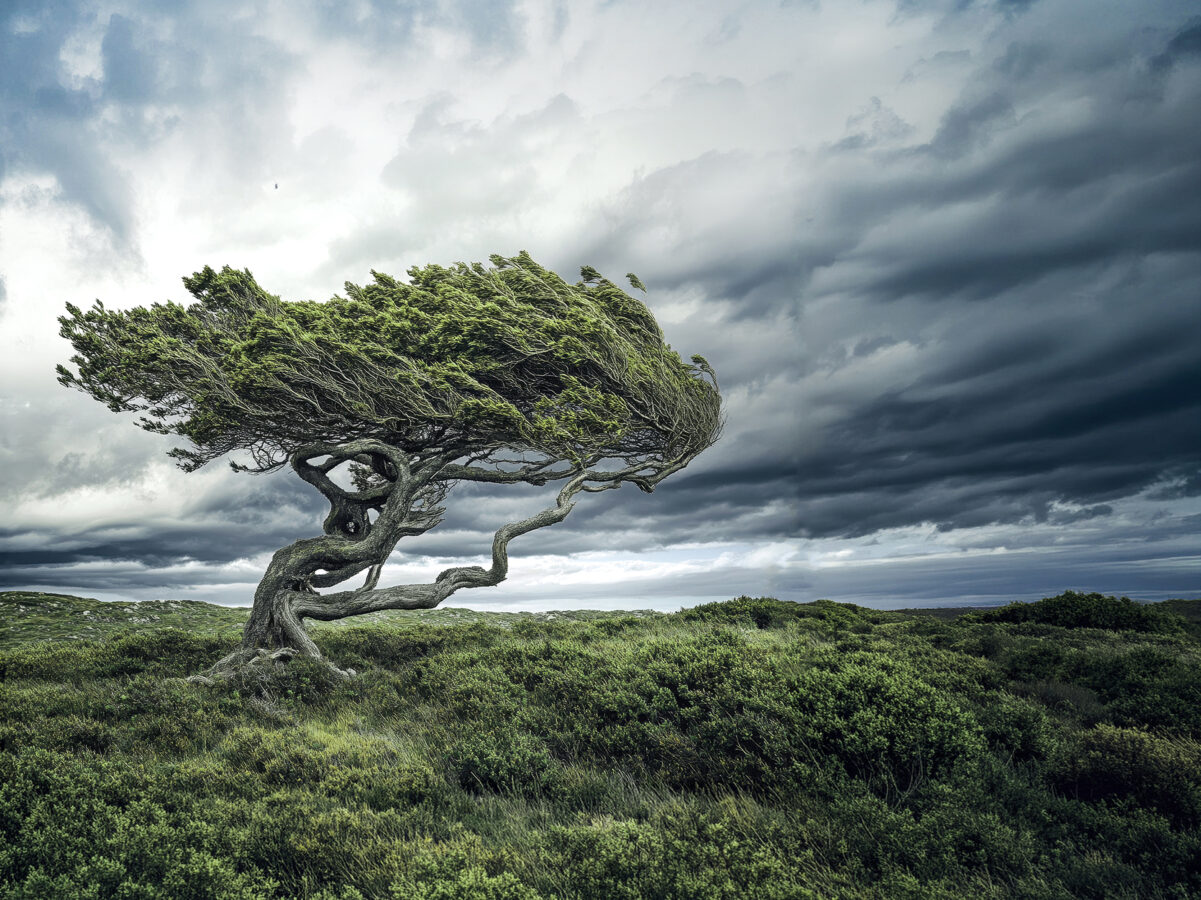 Resilience tree 2560x1440px