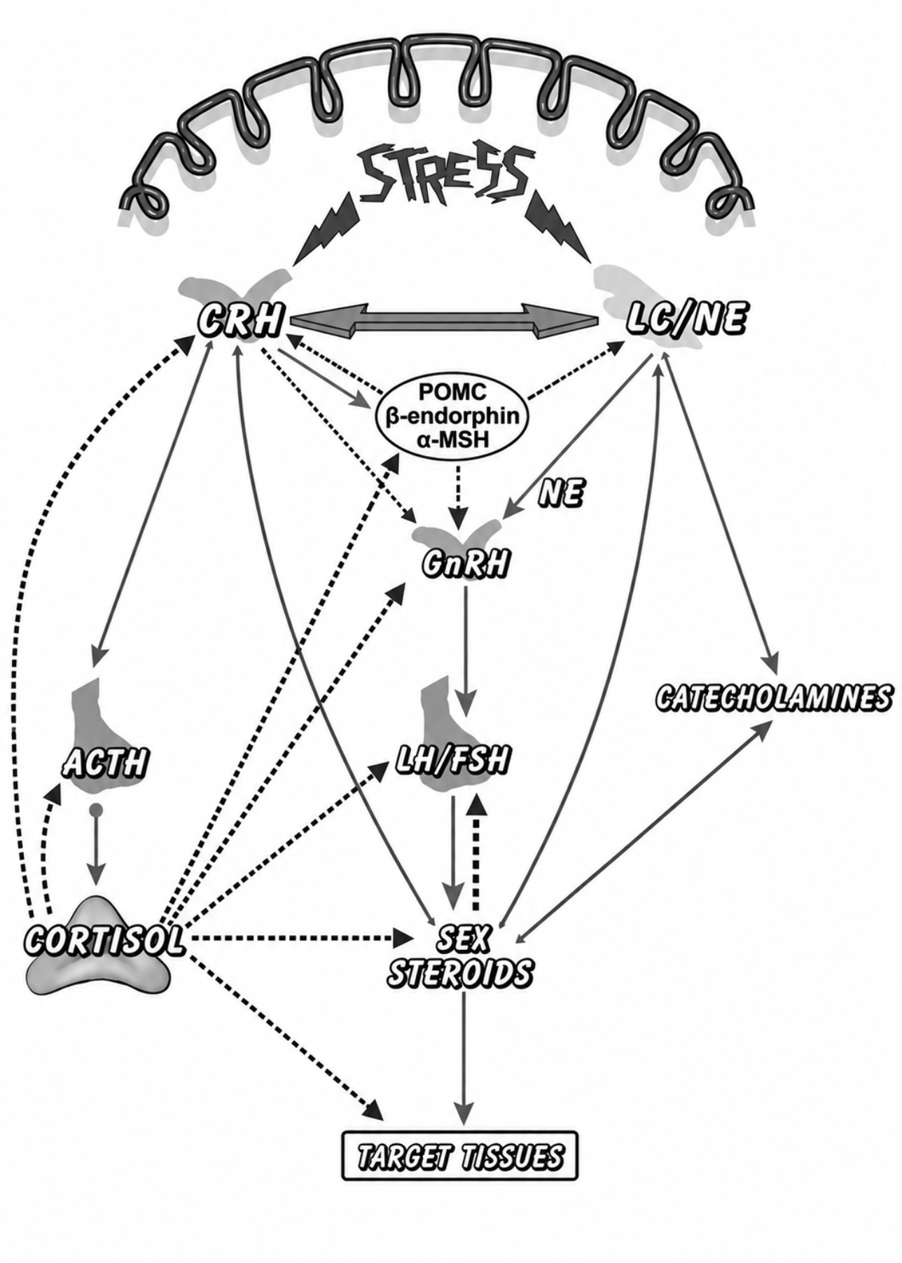 Taken from Kyrou and Tsigos, 2008. Biochemical influences of stress-related hormones over sexual hormones.