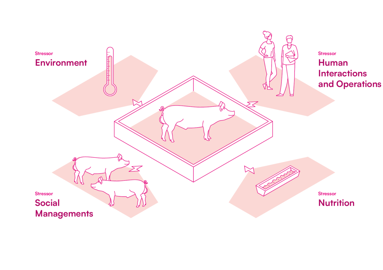 Common stressors in AI stations that can affect boar welfare and reproductive performance.