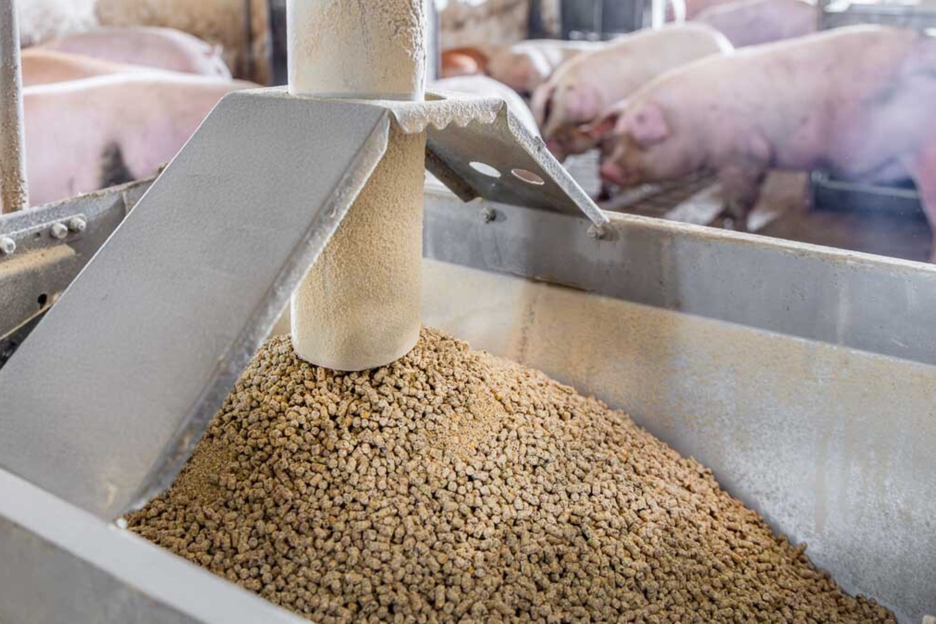 Topigs Norsvin unit feed