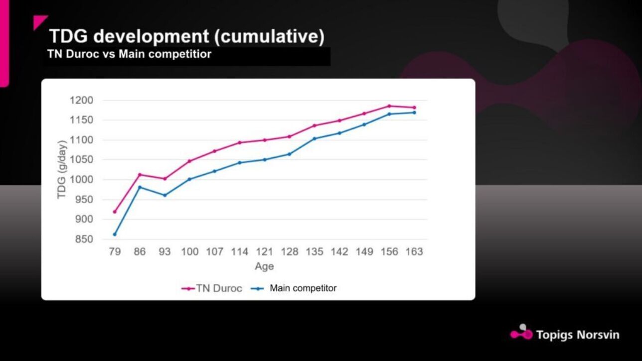 Figure 2: TN Duroc maintains strong growth performance with higher total daily gain compared to the main competitor line.