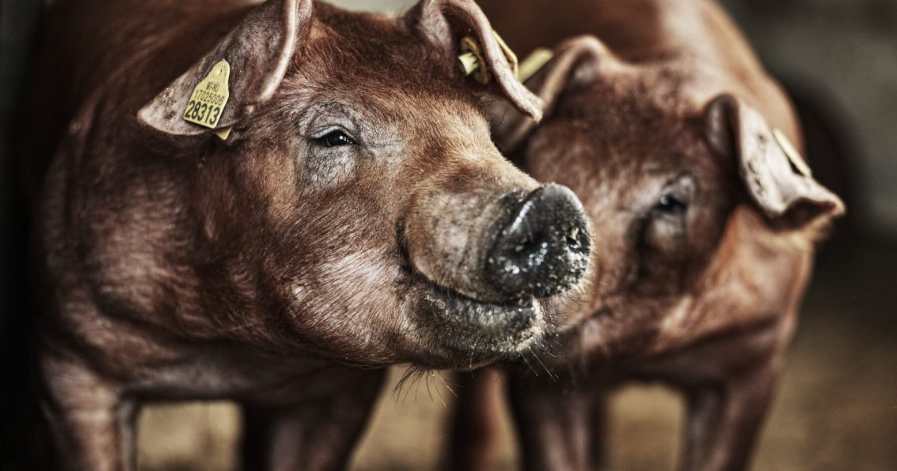 In Brazil, TN Duroc genetics was put to the test, evaluated under real commercial conditions, and compared directly with other major sire lines.