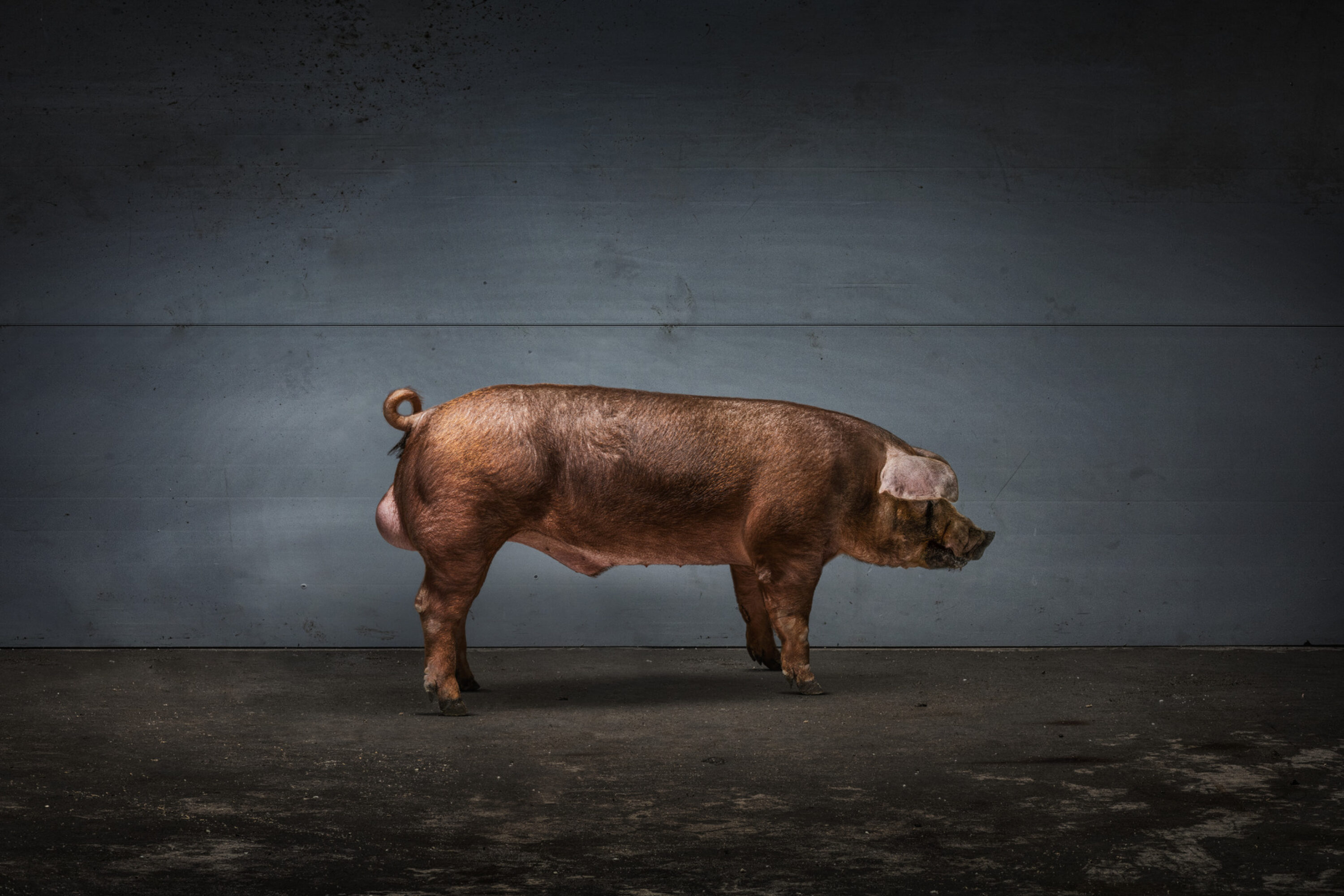 TN DUROC