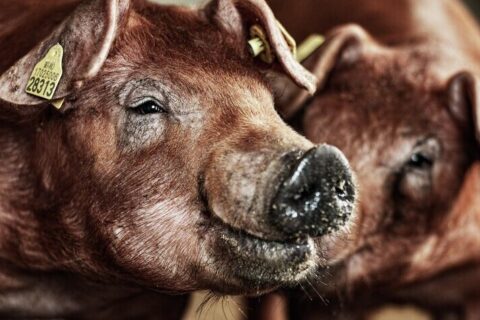 TN Duroc built for survivability