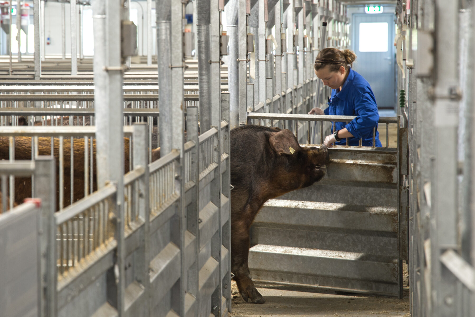 TN Duroc AI boar and worker at Norsvin Alfa AI station.