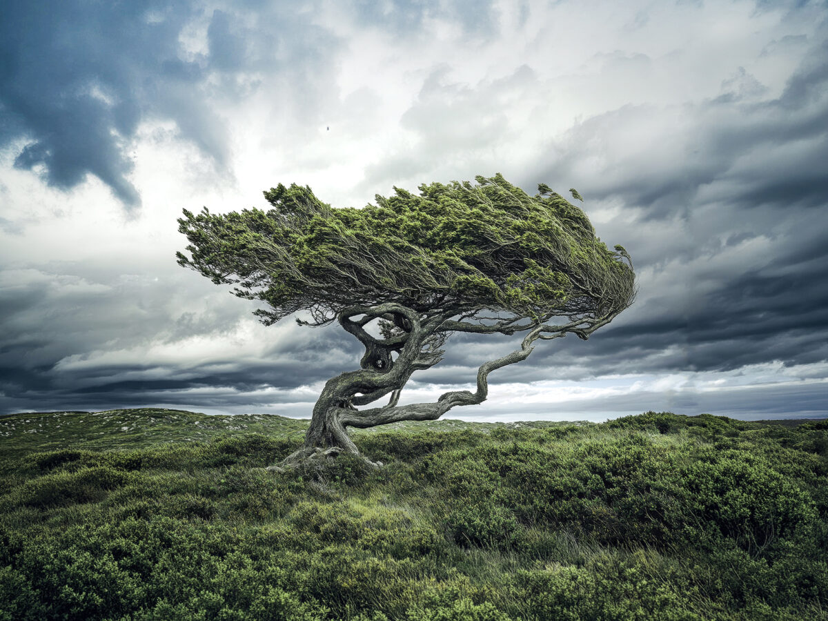 Resilience tree 2560x1440px