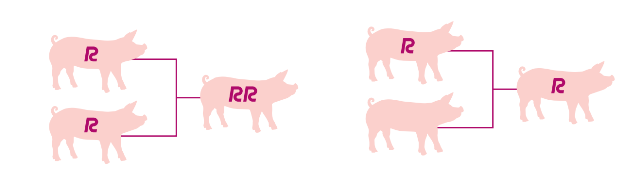 Topigs Norsvin R3silience: It is not all-or-nothing: gains accrue with the use of combined R3silience dam and sire lines.