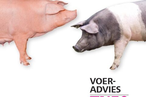 TN50-voerleaflet