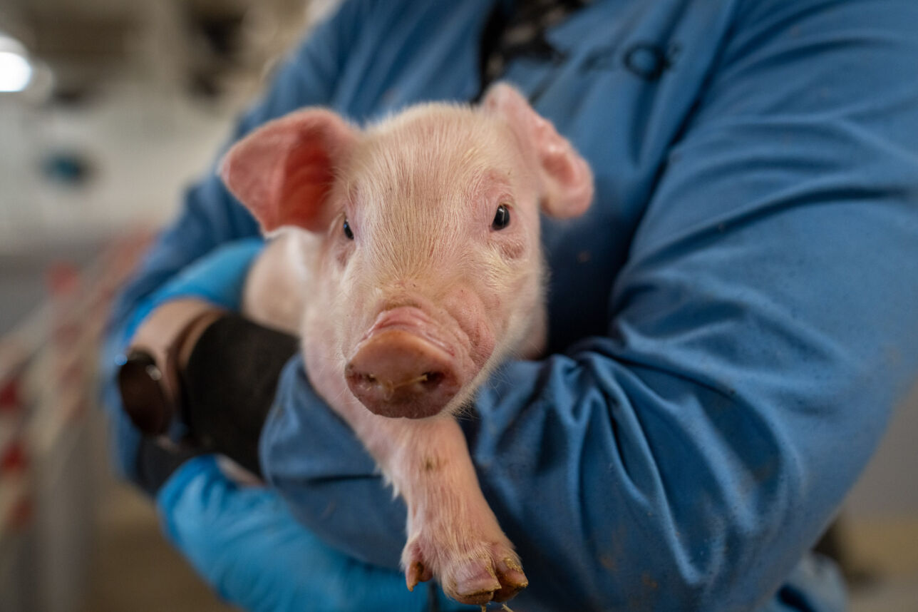 Topigs Norsvin, Landrace piglet