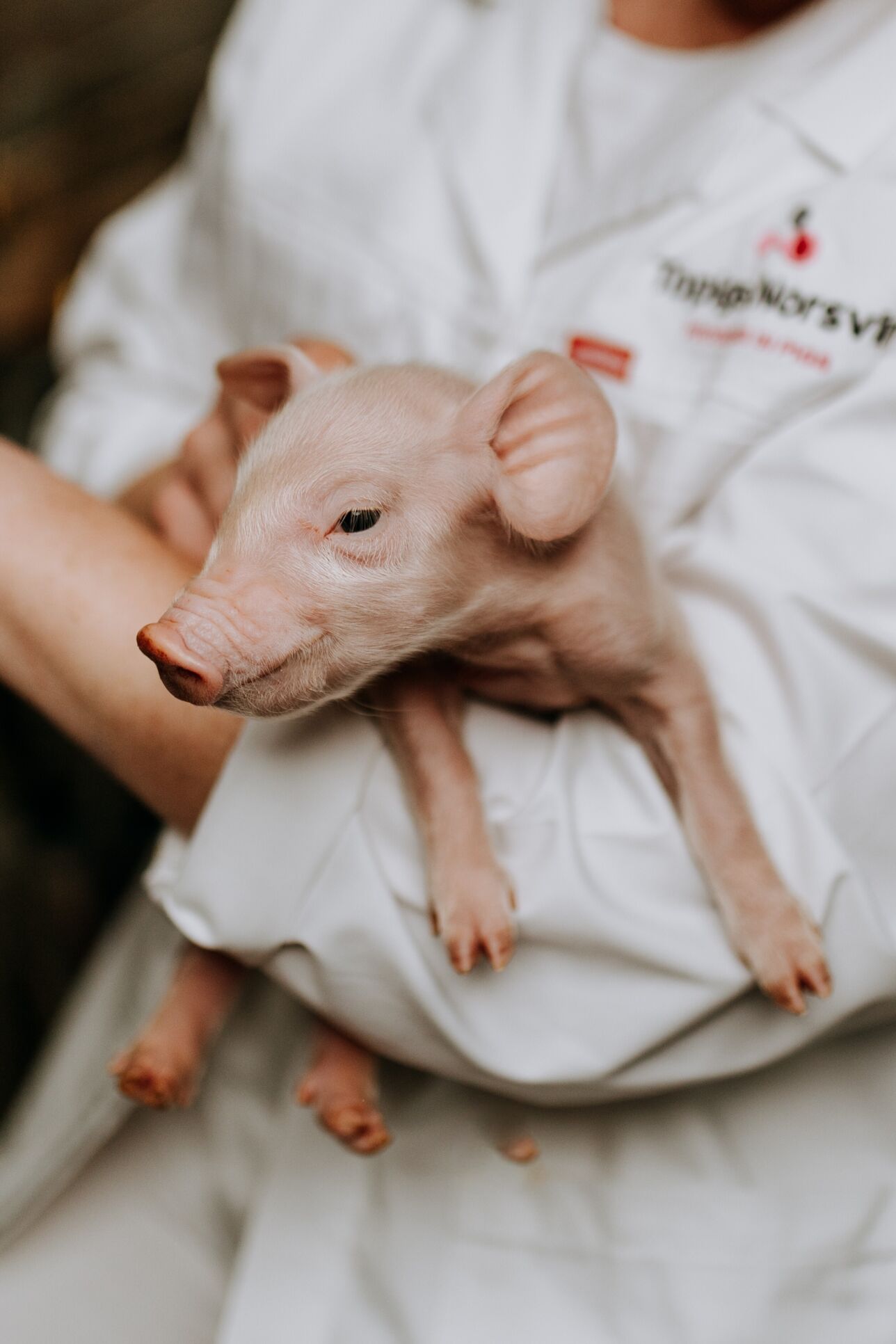 TNSA sustainable pork