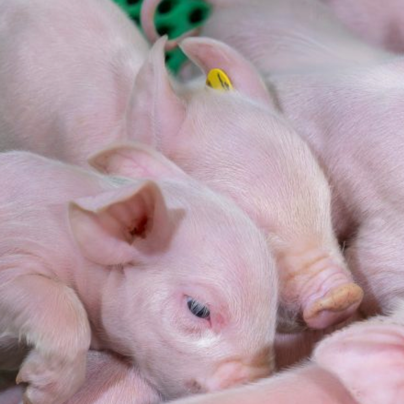 Balanced Breeding combines economic progress with biological balance and long-term sustainability.