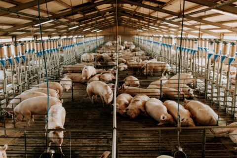Aligning Genetic Goals with Evolving Sow Housing Systems