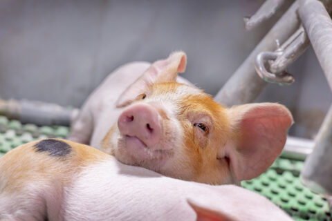 Winstsprong voor Topigs Norsvin