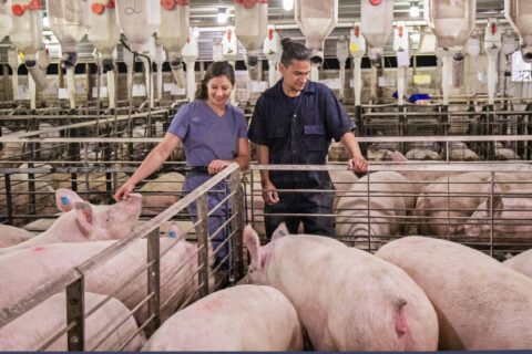 How to achieve the optimal replacement rate of the sow herd