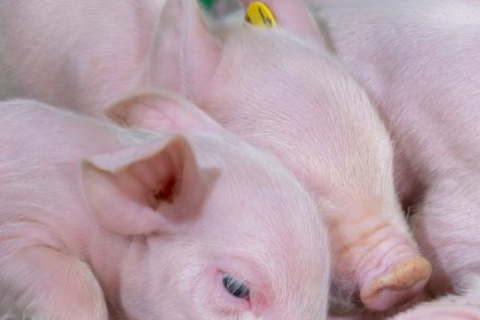 Balanced Breeding combines economic progress with biological balance and long-term sustainability.