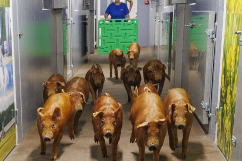 Topigs Norsvin opent nieuw Delta Noorwegen