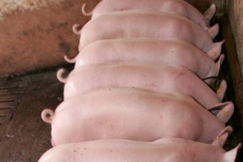 How to save on feeding costs for finishers