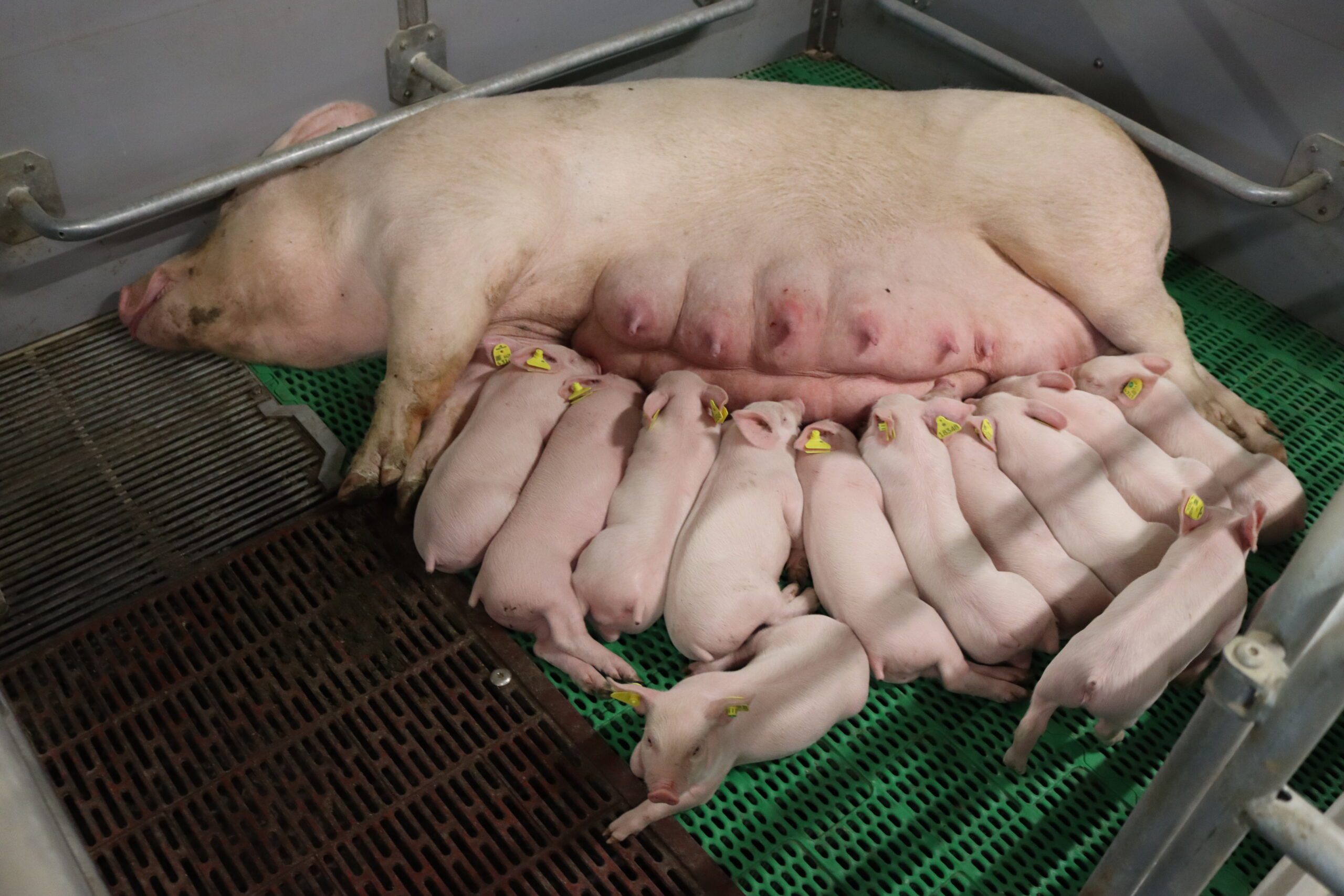 Topigs Norsvin US | TN70