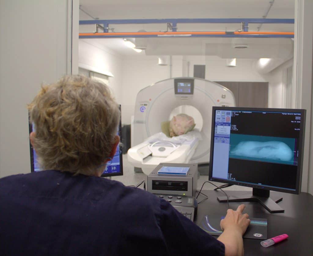 First boars CT scanned at Delta Canada