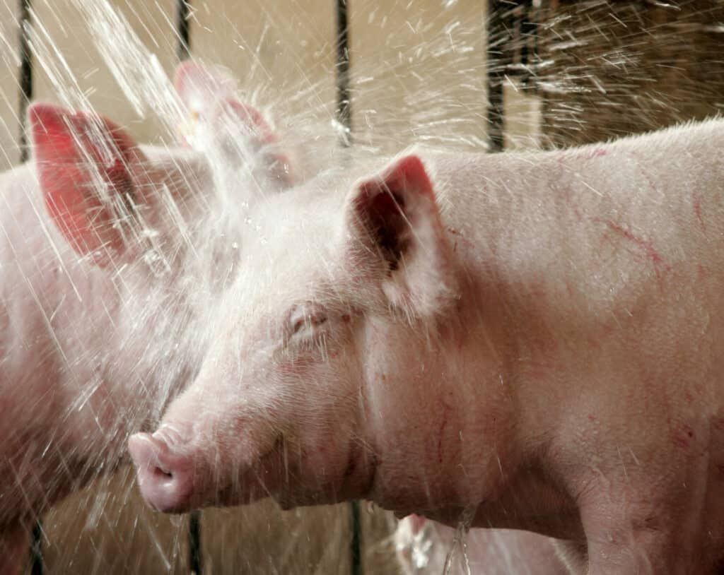 Heloiza’s tips to reduce heat stress of sows during high temperatures