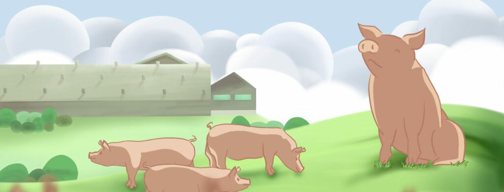 Online Magazine: Robustness, the solid basis for success in pork production