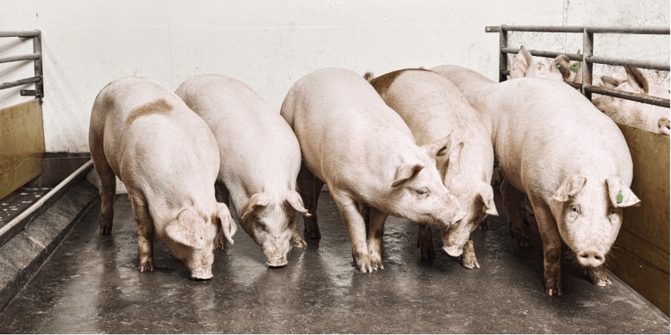 Tips for an optimal rearing of gilts