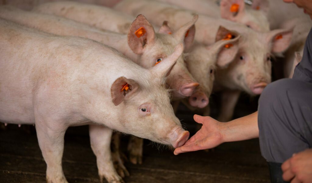 Genetic progress TN70: stronger sows, more piglets and better finishers