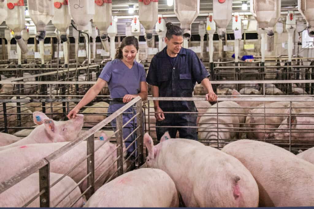 How to keep your sow herd in an optimal condition